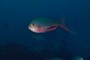 Damselfish