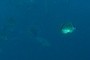 Butterflyfish