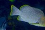 Soapfish