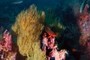 Soft Coral