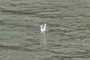 Seagull