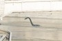 Nessie