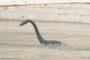 Loch Ness Monster?