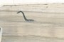 nessy??