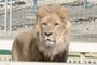 Lion ??
