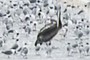 big birds and small birds