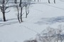 Footprint of the rabbit