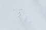 The auspices of the avalanche?