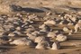 White desert