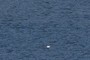 Sea Bird