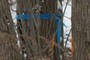 Ash Tree