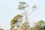 Sand pine