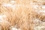 Wire Grass