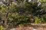 Sand Pine