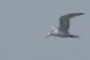 Seagull