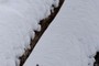 snow on tree trunks