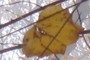 Tulip Tree Leaf