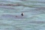 Sea Lion
