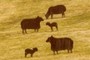 Cotswold Sheep