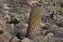 Barrel Cactus
