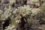 Jumping Cholla