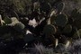 Prickly Pear Cactus