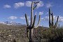 Saguaro Cactus