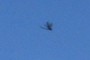 a bug
