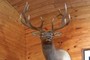 elk