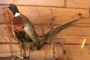 pheasant