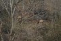 elk