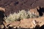 Vegetation