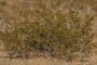 Life on the Alluvial Fan