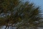 sheoak?