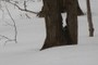 a small amount of snow accumulation 