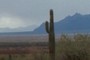 Saguaro