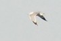 Seagull