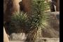 Joshua Tree
