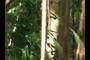 vines