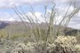 Ocotillo