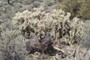 Chain Fruit Cholla