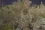 Palo Verde Tree