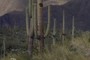Saguaro Cacti
