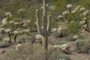 Chain Fruit Cholla