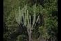 Cacti