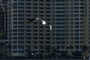 Seagull