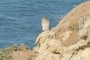 Hawk?