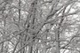 snow covered branches