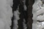 snowflakes and bark