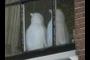 White penguins